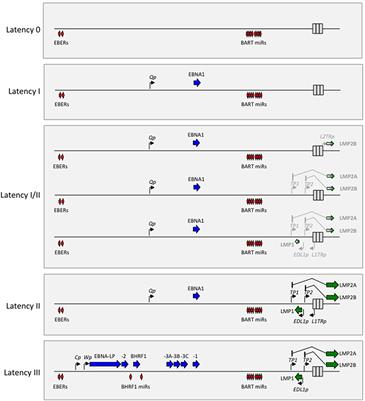 The Global Landscape of EBV-Associated Tumors